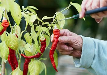 What happens if you eat Chili Peppers for Breakfast - Benefits 1