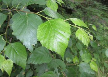 Slippery Elm - The Lost Herbs