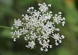 Wild Carrot