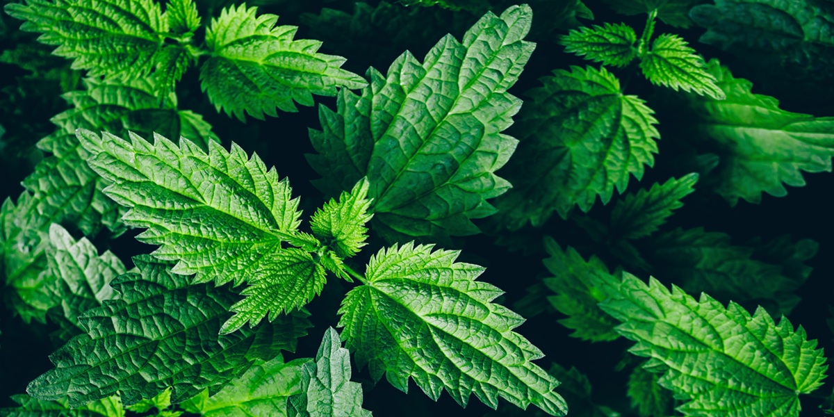 Stinging nettle leaves as background. Green texture of nettle.