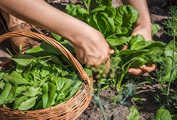 10 Fiber-Rich Plants That Support Weight Loss - Spinach