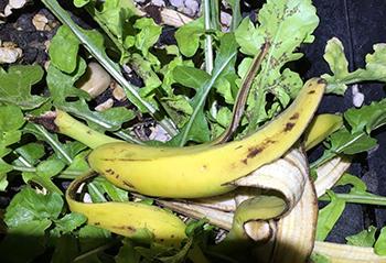 Don't Throw Away Your Skins and Peels! Do This Instead! - Banana Insect Repellent