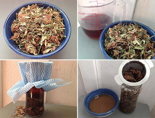 Fermented Red Clover for Rebuilding Bone Mass - 1