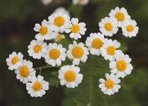 Feverfew