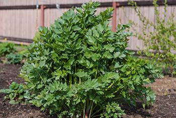 Growing Lovage 2