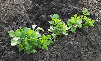 Growing Lovage