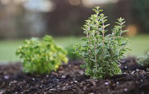 Growing Marjoram - Plant care