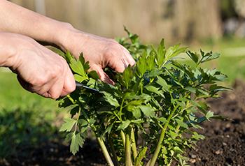 Harvest Lovage 1