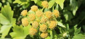 Lovage - Cover