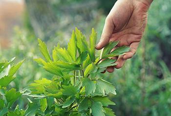 Lovage Natural remedies