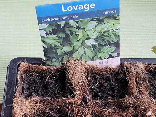 Lovage - Step 1