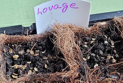 Lovage - Step 2