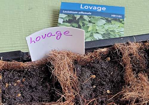 Lovage - Step 3