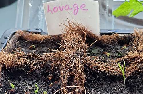 Lovage - Step 5