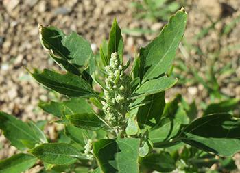 People Weed Out These Plants, But Here’s What You Should Do Instead - Goosefoot