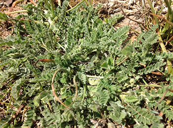 People Weed Out These Plants, But Here’s What You Should Do Instead - Milk Vetch