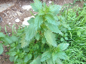 People Weed Out These Plants, But Here’s What You Should Do Instead - Stinging Nettle