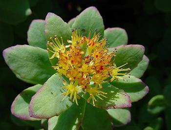 Rhodiola 3