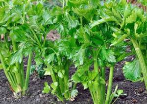 celery-plantation