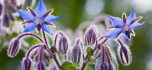 Borage - Cover