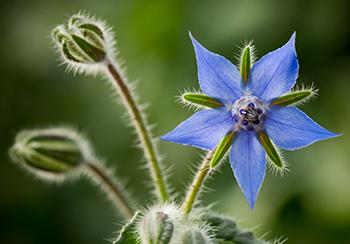 Borage Natural Remedies