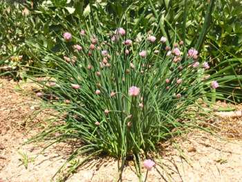 Chives Plant Care