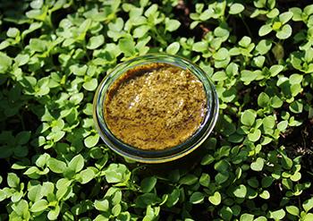 Forage These Spring edibles Before They're All Gone - Chickweed Pesto