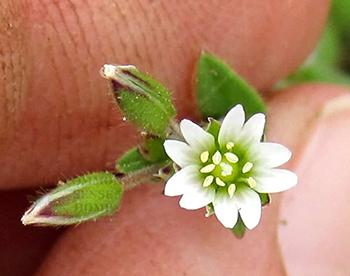 Forage These Spring edibles Before They're All Gone - Chickweed