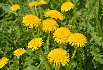 Forage These Spring edibles Before They're All Gone - Dandelion
