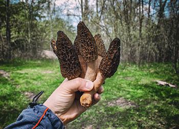 Forage These Spring edibles Before They're All Gone - Foraging Morels