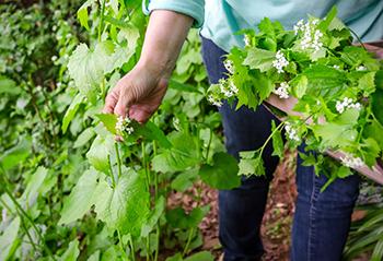 Forage These Spring edibles Before They're All Gone - Garlic Mustard