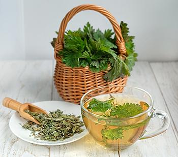 Forage These Spring edibles Before They're All Gone - Nettle Tea