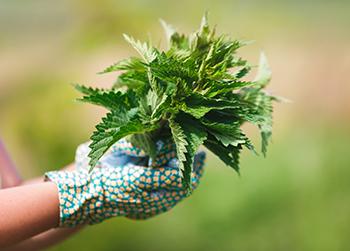 Forage These Spring edibles Before They're All Gone - Nettles