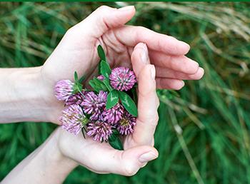 Forage These Spring edibles Before They're All Gone - Red Clover