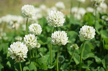 Forage These Spring edibles Before They're All Gone - White Clover