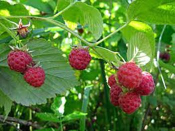 Foraging Calendar - What to Forage in June - Berries