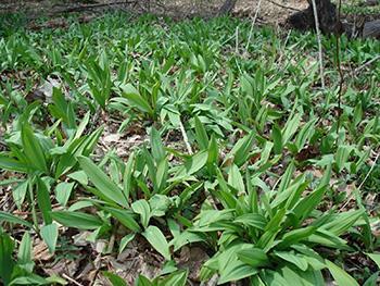 Foraging Calendar - What to Forage in June - Ramps