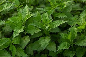 Foraging Calendar - What to Forage in June - Stinging Nettle