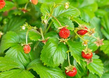 Foraging Calendar - What to Forage in June - Wild Strawberry