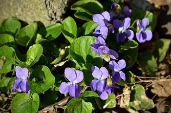 Foraging Calendar - What to Forage in June - Wild Violets