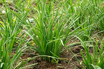 Growing Chives 2