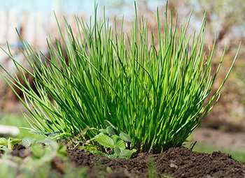 Growing Chives 3