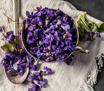 Herbal Remedies Sweet Violets