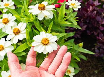 Herbs to Boost Melatonin, The ”Better Sleep” Hormone - Feverfew