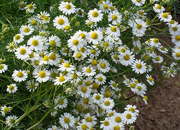 Herbs to Boost Melatonin, The ”Better Sleep” Hormone - German Chamomile