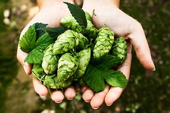 Herbs to Boost Melatonin, The ”Better Sleep” Hormone - Hops