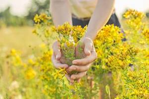 Herbs to Boost Melatonin, The ”Better Sleep” Hormone - St. John's Wort