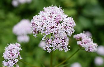 Herbs to Boost Melatonin, The ”Better Sleep” Hormone - Valerian flower