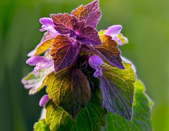 How to Make Medicinal Blooming Tea - Purple Dead Nettle