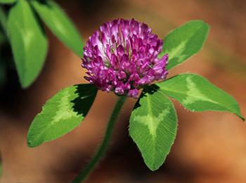 How to Make Medicinal Blooming Tea - Red Clover